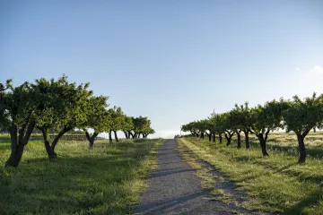 Znate li koje su najopasnije bolesti badema