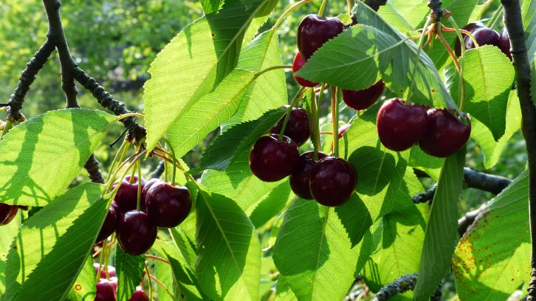Burlat trešnja vrlo je vrijedna vrsta trešanja