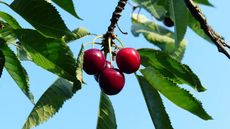 Kako se provodi zaštita trešanja od bolesti