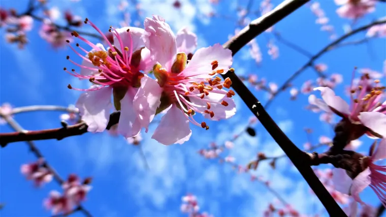 Znate li koje sorte badema najbolje uspijevaju u našim krajevima