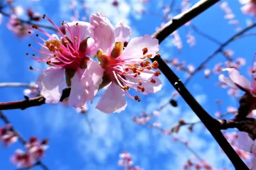 Znate li koje sorte badema najbolje uspijevaju u našim krajevima