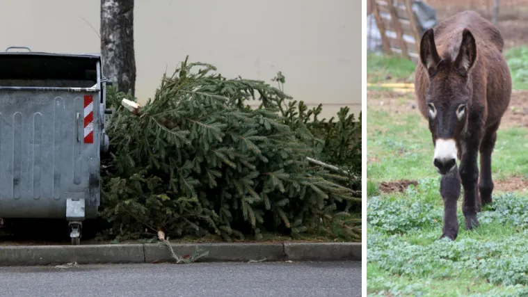 Odbačena drvca dobila novu svrhu: Pojest će ih magarci, a njihovo mlijeko bit će jo&scaron; kvalitenije