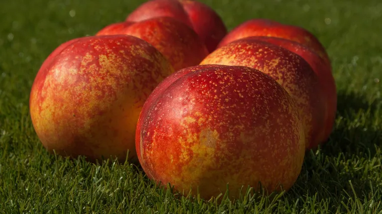 Nektarina uzgoj i sadnja u kontinentalnim krajevima