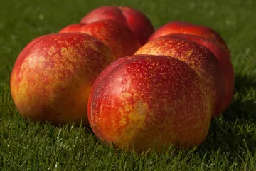 Nektarina uzgoj i sadnja u kontinentalnim krajevima