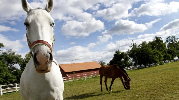 Lipicanac poput onog koji je stradao u naletu vlaka ko&scaron;ta oko 1500 eura, tko će snositi &scaron;tetu?