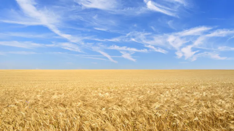 Kako se pravilno obavlja gnojidba ječma