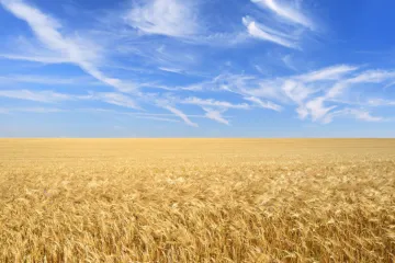 Kako se pravilno obavlja gnojidba ječma