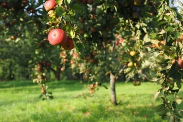 Proljetna sadnja voćaka - što je sve potrebno za sadnju voćaka