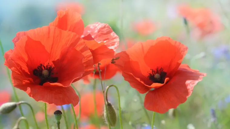 Sjetva maka - sve što trebate znati za uzgoj vlastitog maka