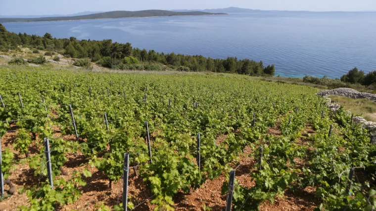 Znate li zašto se radi jesenska gnojidba vinograda
