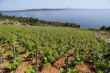 Znate li zašto se radi jesenska gnojidba vinograda