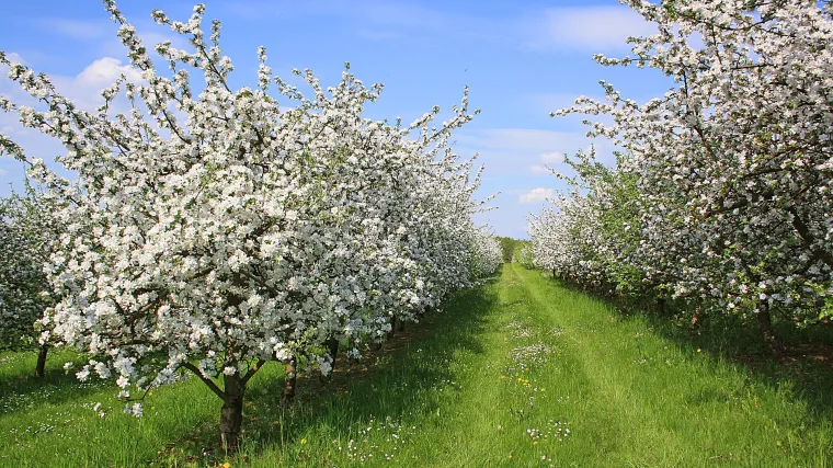 Zašto je važna prihrana voćaka u proljeće