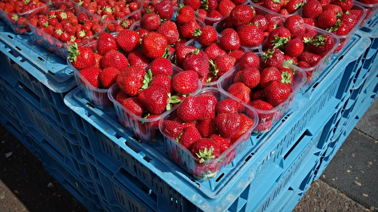 Sadnja jagoda razmak: pripazite na stvar koja može uni&scaron;titi nasade