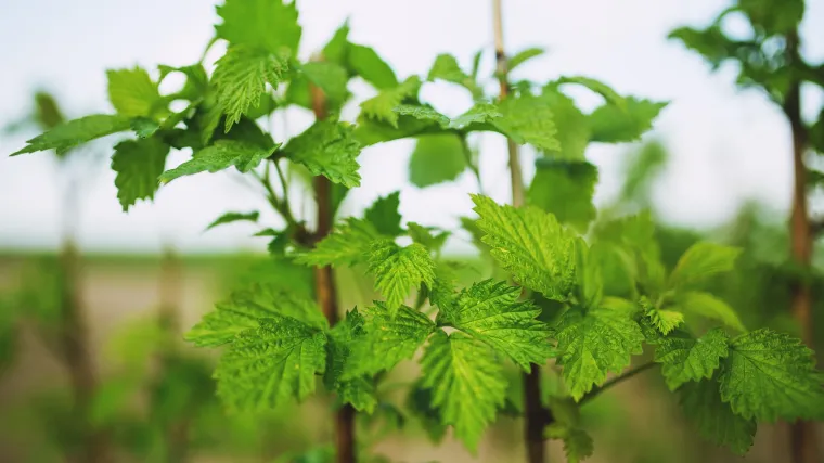 Rezidba malina u jesen: otkrijte kratki vodič za pravilno orezivanje