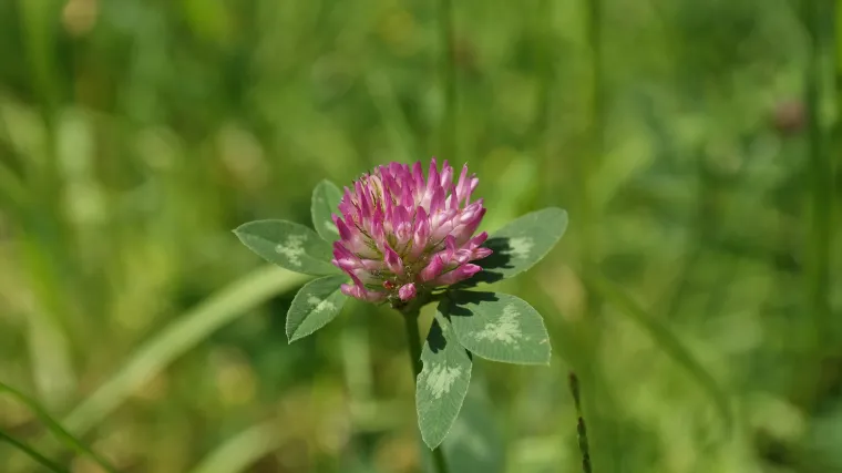 Kada i kako se obavlja sjetva djeteline