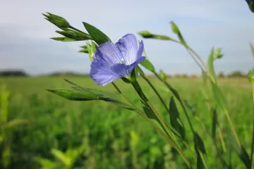 Koliko je uzgoj lana isplativ u našim krajevima