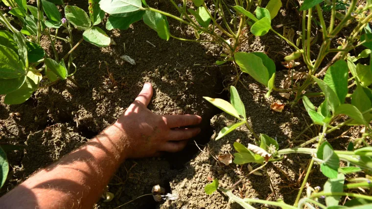 Kako se obavlja prskanje soje protiv korova