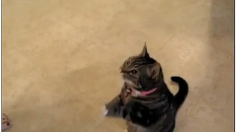 Na&scaron;li ste tuđu mrtvu mačku na svojem balkonu? Odvoz životinje ćete platiti 300 kuna