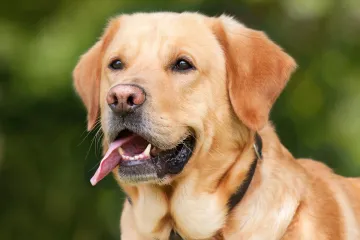 Zašto je zlatni labrador omiljeni kućni ljubimac?