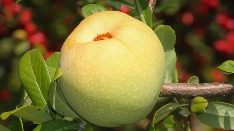 Koje su dobrobiti divlje jabuke