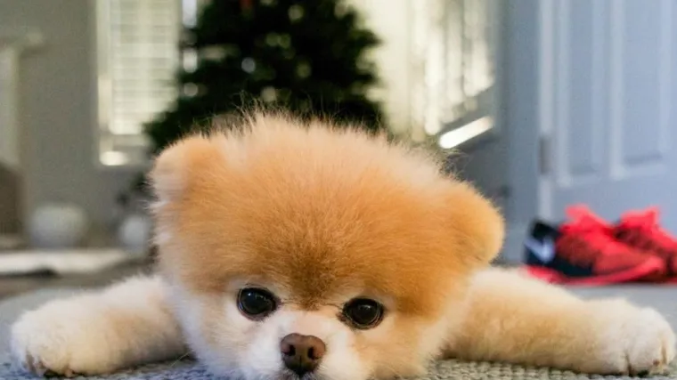 FOTO Uginuo je Boo, najslađi psić na svijetu kojeg su milijuni pratili na Instagramu