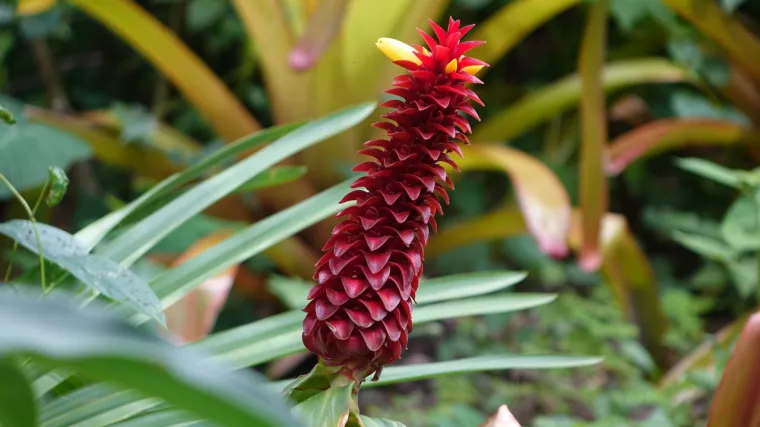 Znate li kako posaditi đumbir