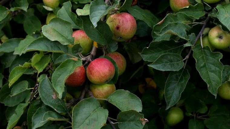 Koliko poznajete stare sorte voćaka