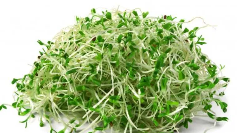 Nekoliko savjeta kako uzgojiti klice graha