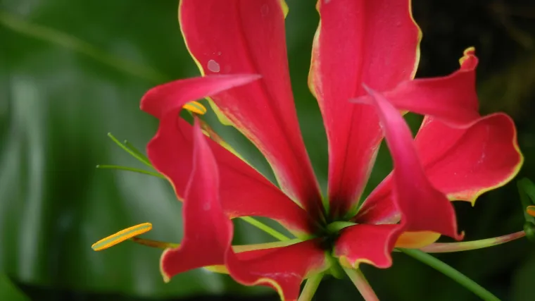 Ljiljan slave biljka vatrenog cvijeta savršena je za vaš vrt