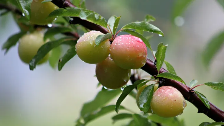 Kakadu šljiva - vaš saveznik za dobru probavu te lijepu kosu i kožu