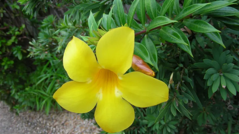 Što znate o cvijetu zvanom zlazna truba