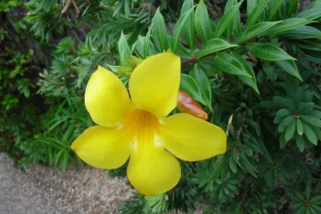 Što znate o cvijetu zvanom zlazna truba