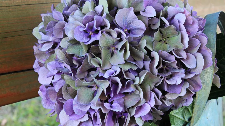 Kako se uzgaja plava hortenzija u vrtu