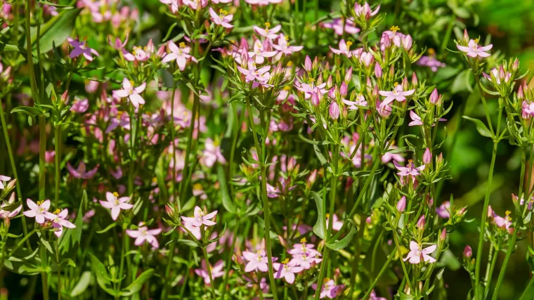Kičica biljka - ljekovita biljka koja čini čuda