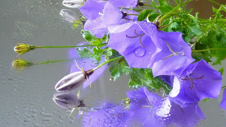 Sobni zvončić vrlo zanimljiva i atraktivna biljka