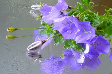 Sobni zvončić vrlo zanimljiva i atraktivna biljka