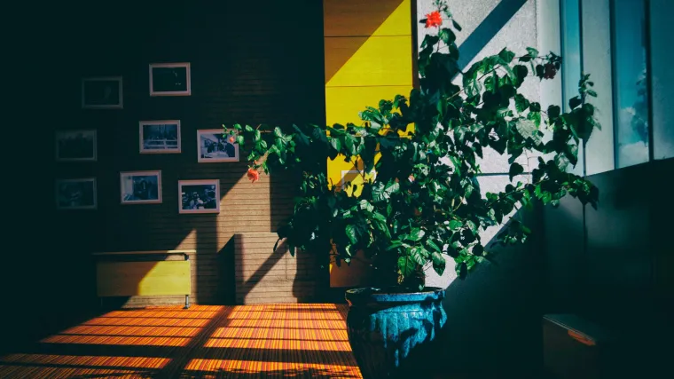 Sobna loza najčešća penjačica u zatvorenim prostorima