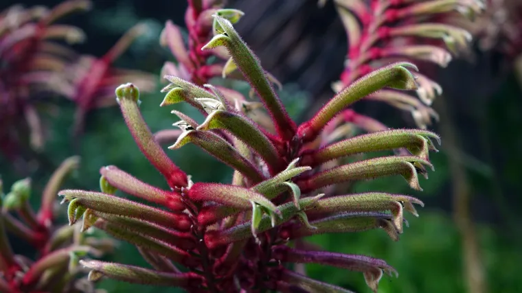 Klokanska šapa neobičan cvijet još neobičnijeg imena