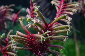 Klokanska šapa neobičan cvijet još neobičnijeg imena