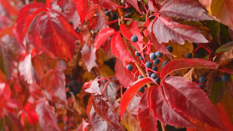 Lozica biljka idealna penjačica za tmurne zidove, terase i vrtove