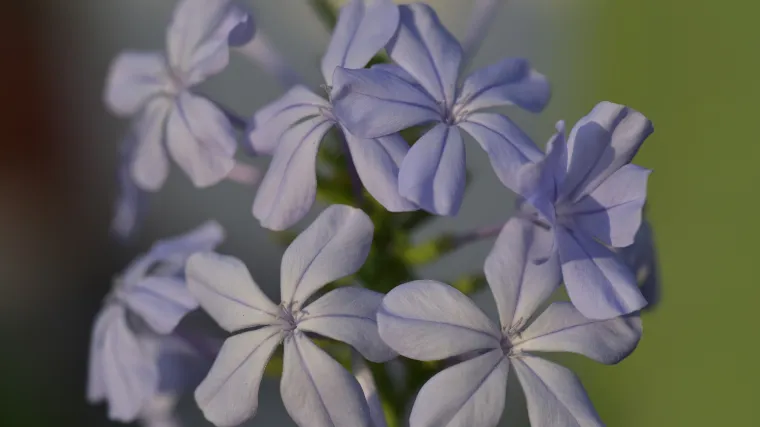 Plumbago cvijet mediteranskih eksterijera