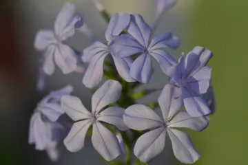 Plumbago cvijet mediteranskih eksterijera