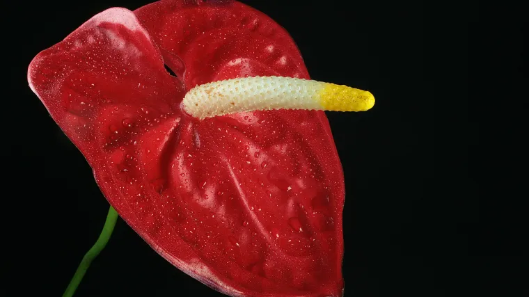 Anthurium cvijet - dekorativni tropski cvijet koji ima srce