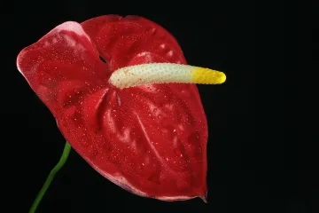 Anthurium cvijet - dekorativni tropski cvijet koji ima srce