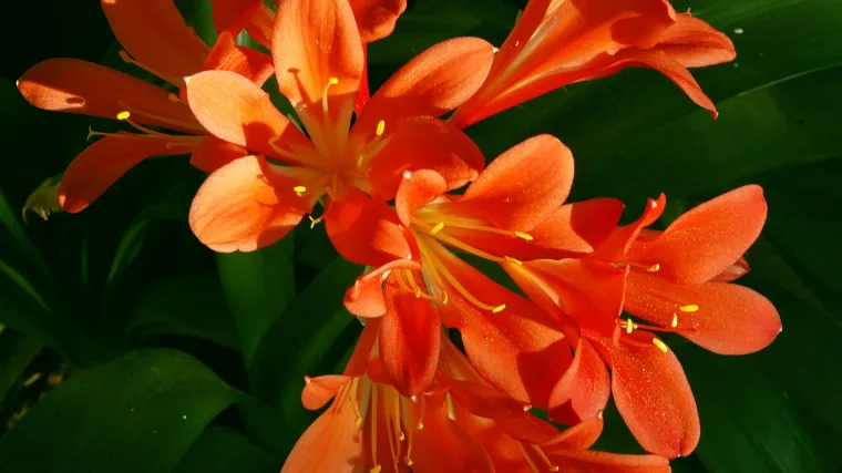 Clivia cvijet koji rijetko cvjeta u sobnim uvjetima