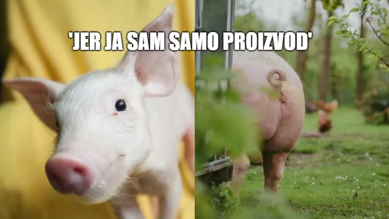 Super Ljilja proživljava najteže trenutke, nakon tri godine veterinari kažu: 'Istekao joj je rok'