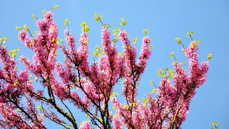 Otkrijte koje drvo posaditi za hlad i sakriti se od ljetnih vrućina