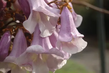 Rast paulovnije: saznajte sve o ovom fascinantnom stablu