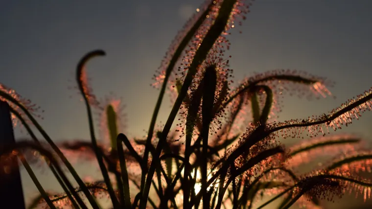 Rosika biljka - biljka mesožderka ali i ljekovita biljka