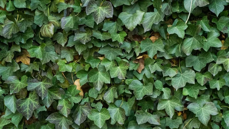 Biljke puzavice za ograde: koje sve možete odabrati?